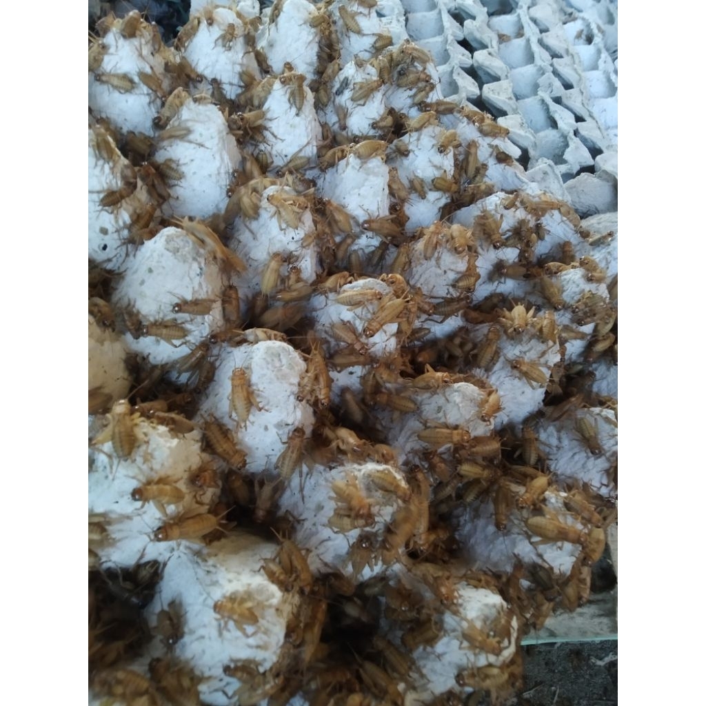 Telur jangkrik madu kunyit 1 kg