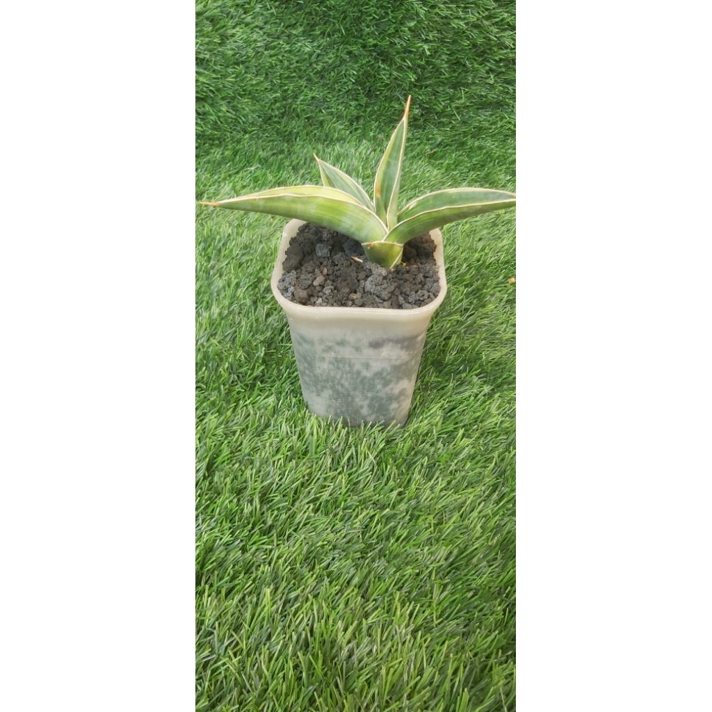 Sansevieria Kimayo Variegatta