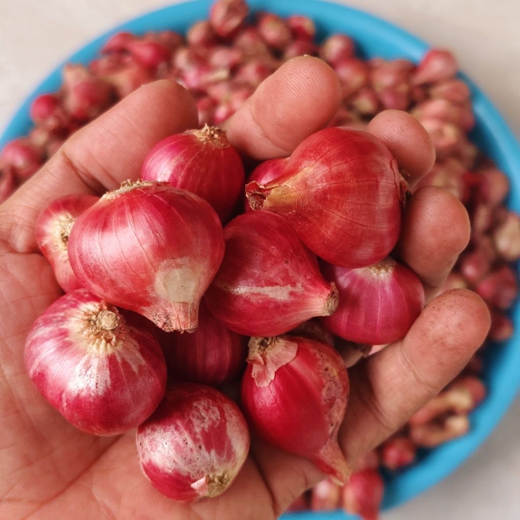 

Bawang Merah Probolinggo, Bawang Merah Besar dan Tanggung, Bawang Merah Termurah Ukuran Campur