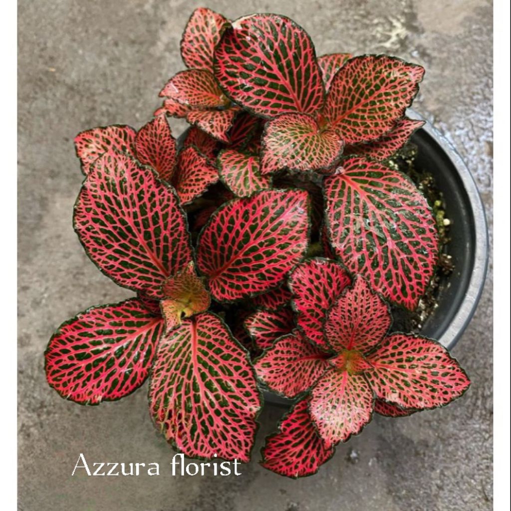 Tanaman hias episcia mutiara / fittonia mutiara merah