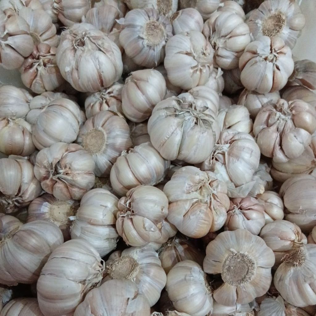 

bawang putih Royal 30.000 perkg