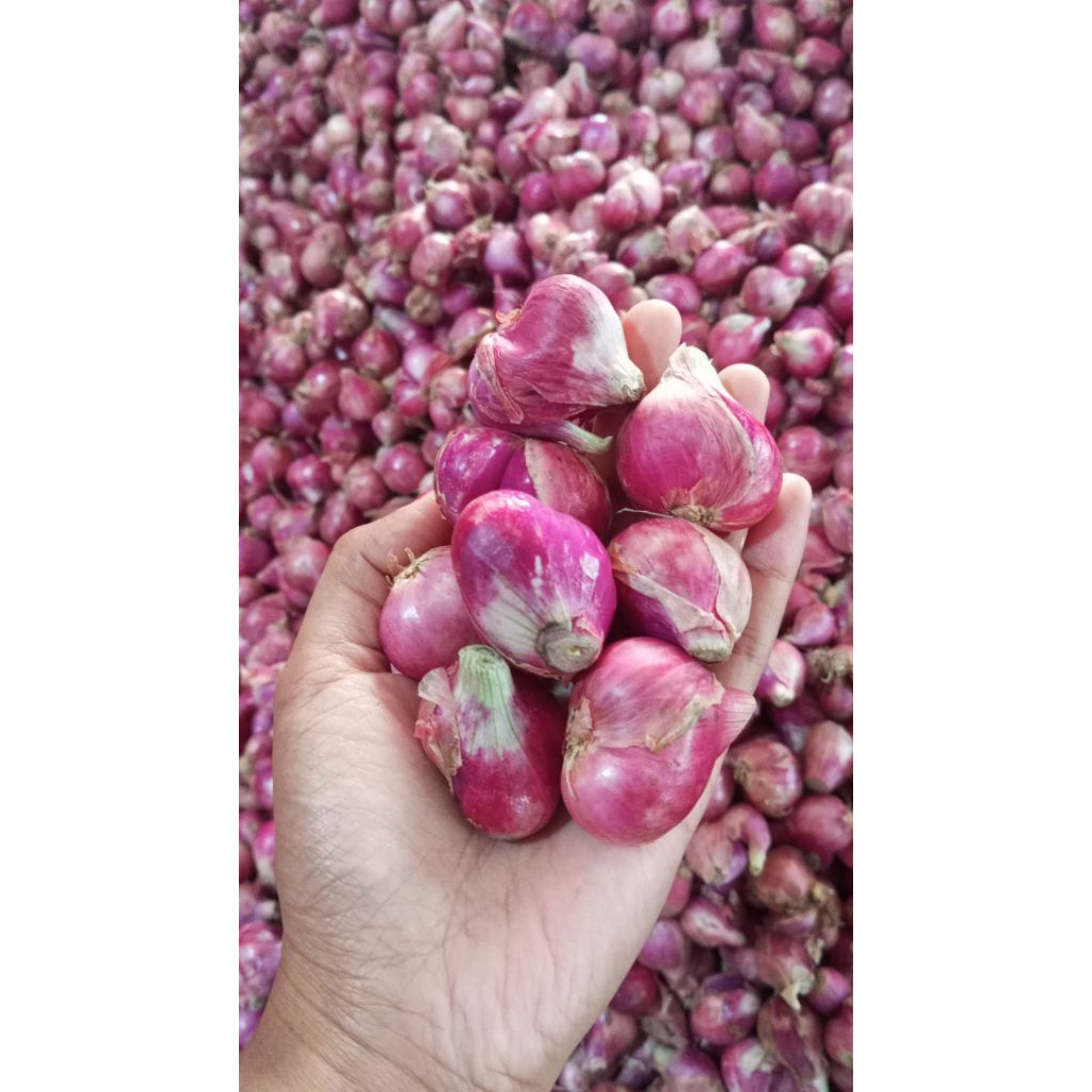 

Bawang Merah super sehat murah