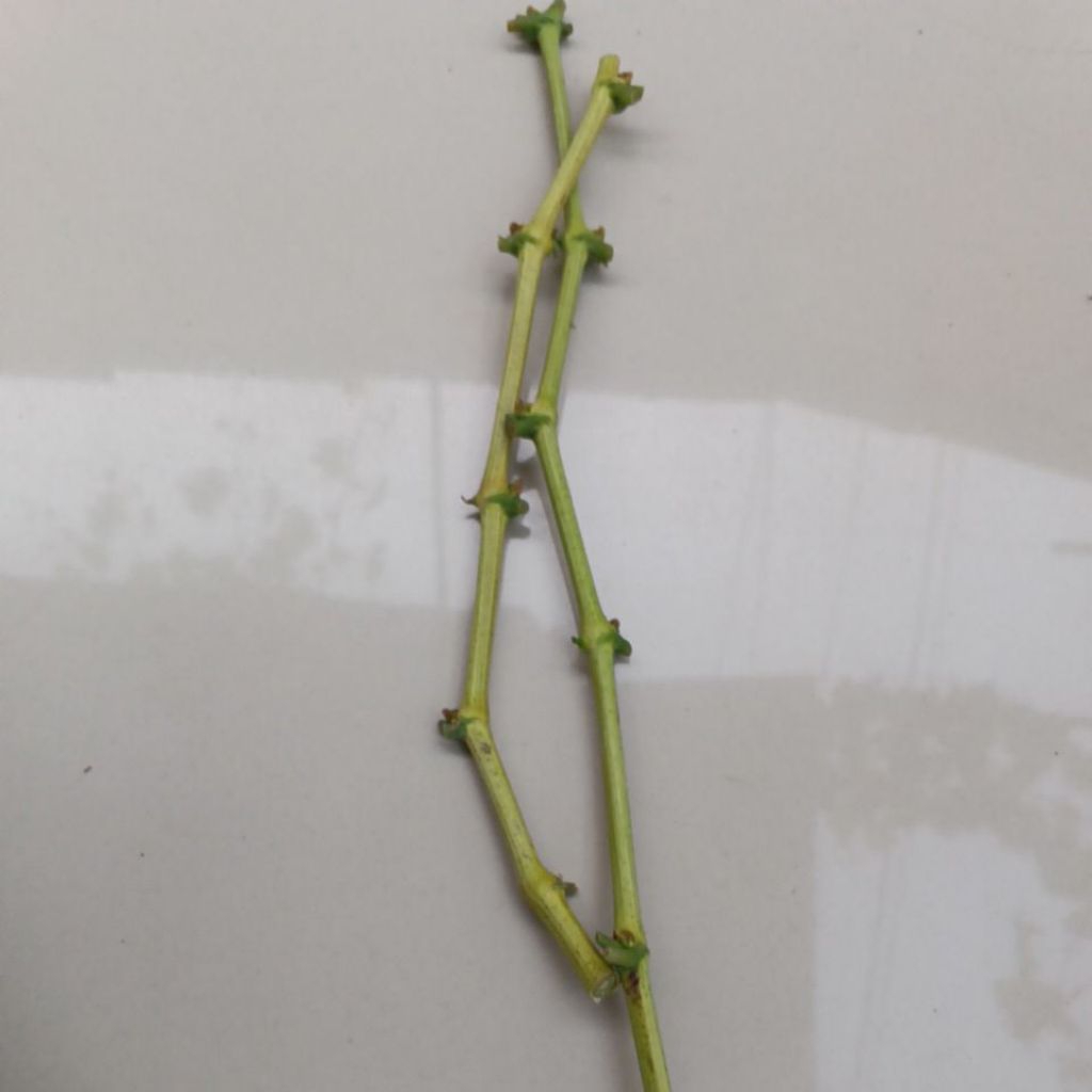 

enteres anggur import