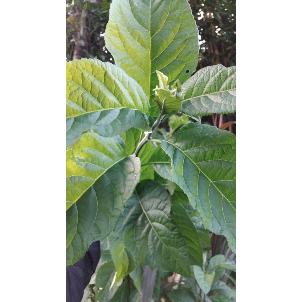 

Daun afrika/daun sambung nyawa segar per 50 lembar