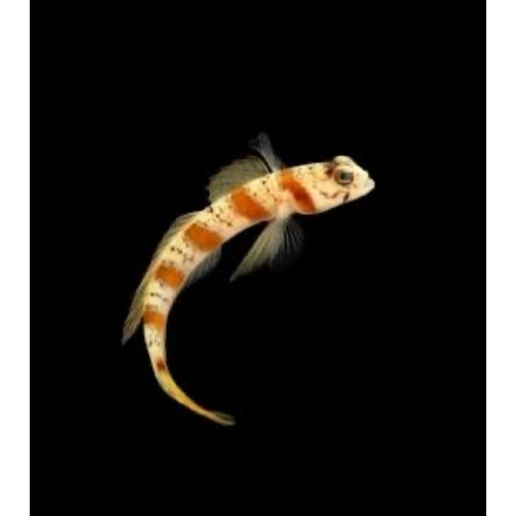 ikan hias laut jabing lorek / steinitz goby