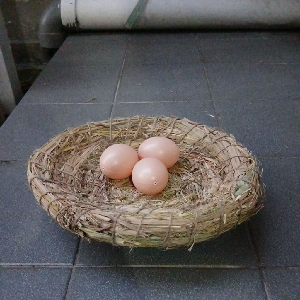 SARANG jerami untuk ayam Kate