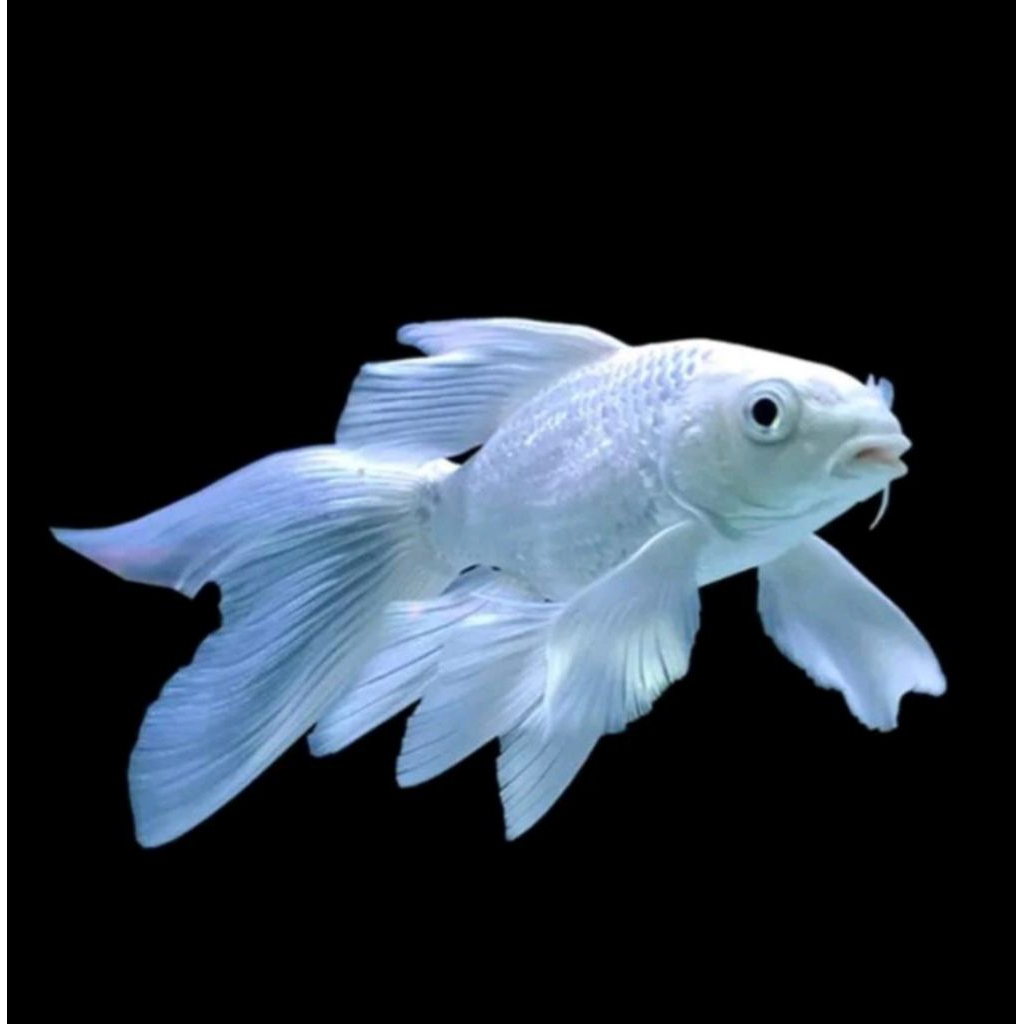 ikan koi platinum putih longfin slayer sirip panjang kumpay kolam aquarium tankmate hiasan hias long