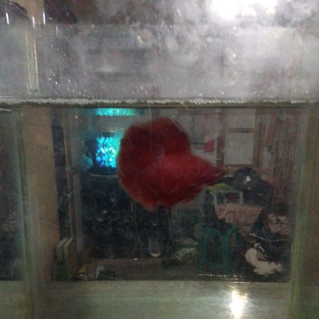ikan hias + Piala