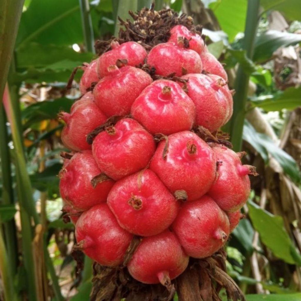 

buah kecombrang/buah honyje merah segar berat 1 kg