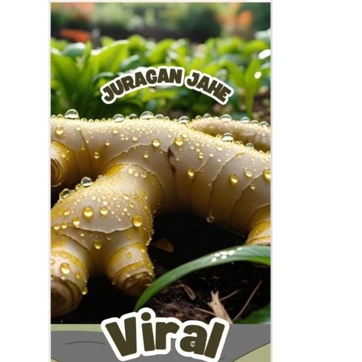 

TERMURAH NO.1- 500GR - JAHE EMPRIT- GAJAH- PARIS- JAWA- SUPER- SEGAR- PEDAS- MURAH- BUMBU DAPUR- KESEHATAN KEMASAN