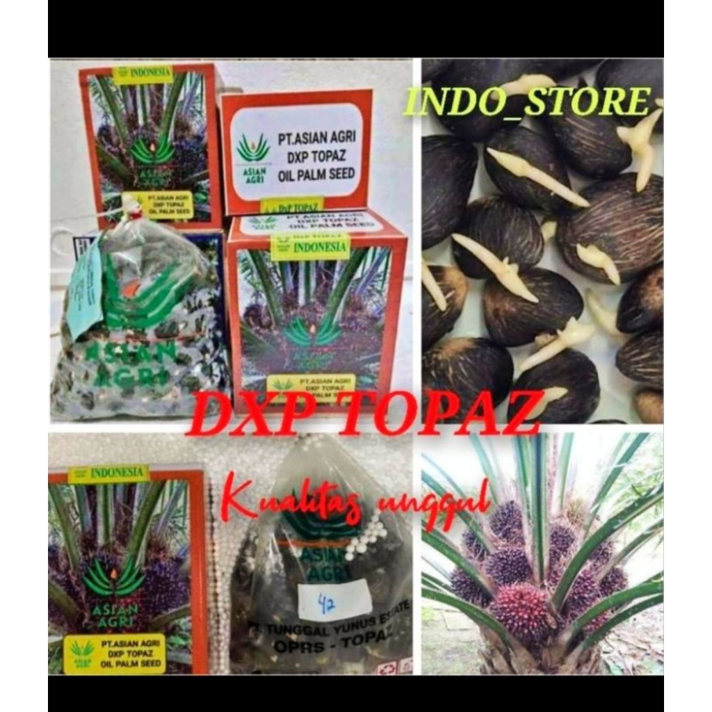 Bibit Sawit Dxp Topaz berkualitas unggul