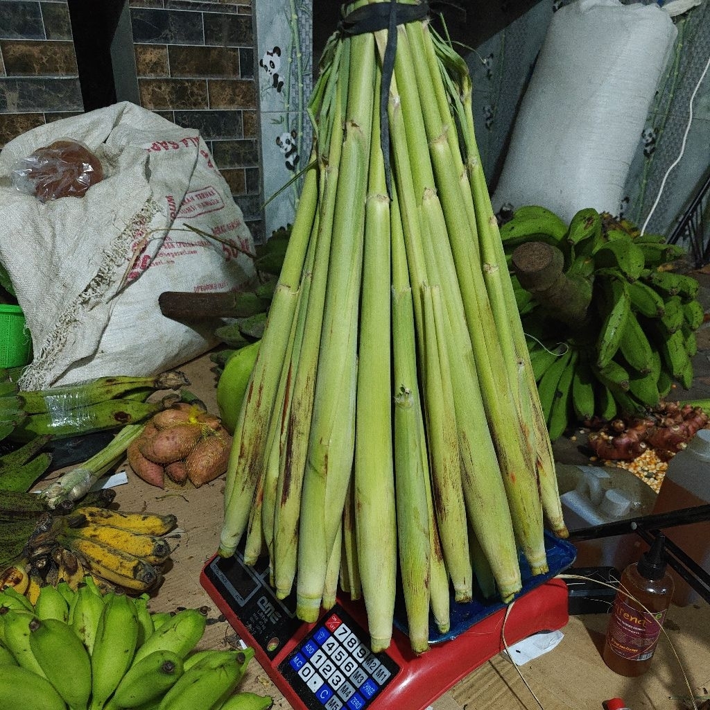 

Turubuk 1kg / Makanan untuk di olah