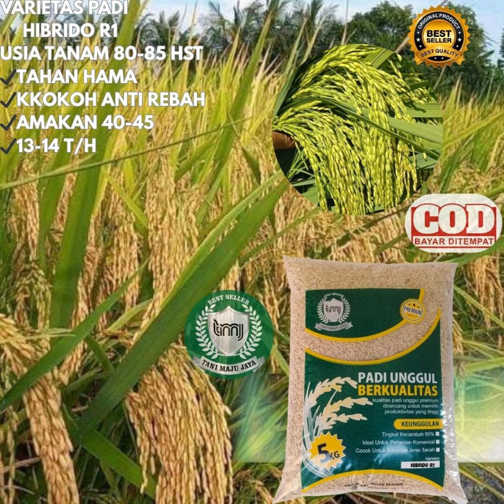 BIBIT PADI BENIH PADI UNGGUL VARIETAS HIBRIDO R1