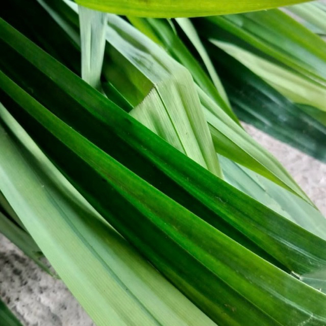 

daun pandan wangi segar | dipetik setelah order masuk