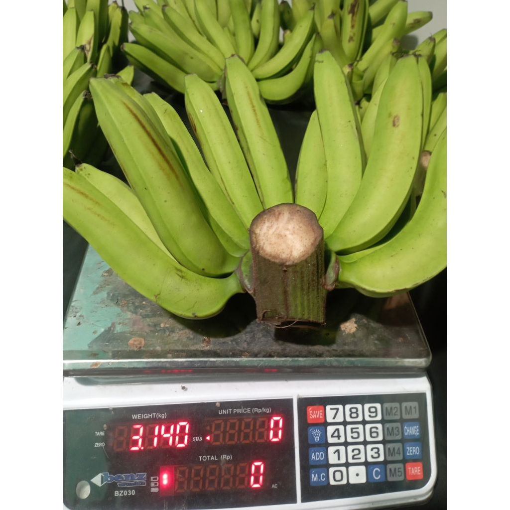 

pisang ambon super persisir