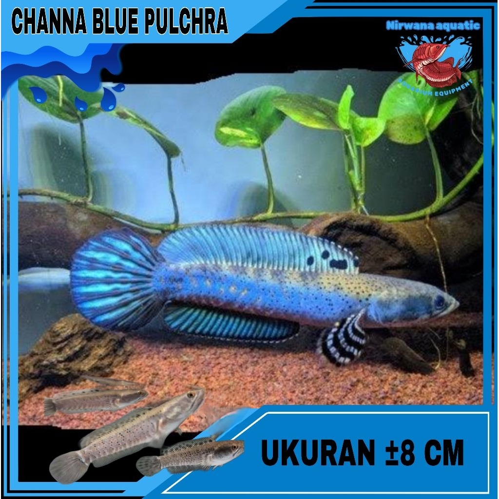 (INSTAN) CANA. BLUE PULCHRA ± 10-12 CM