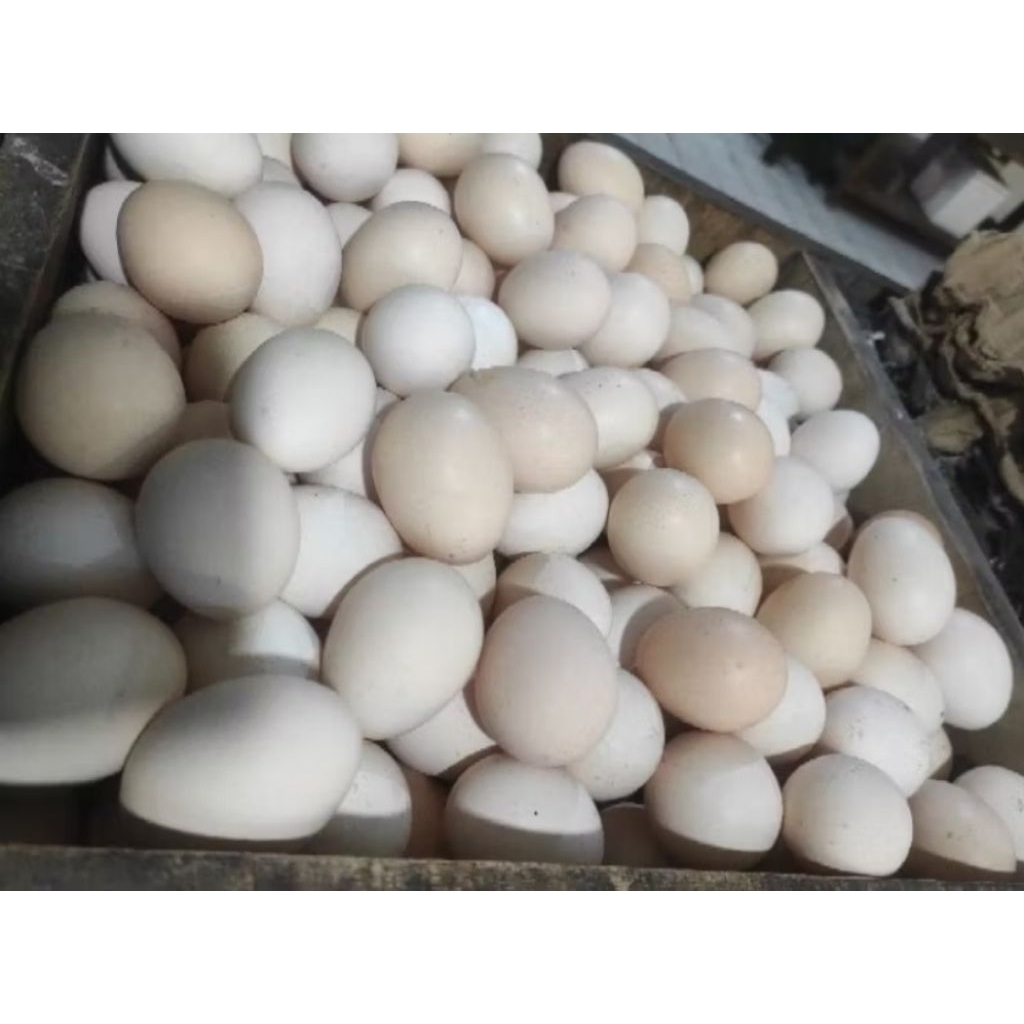 

Telor ayam kampung Kuning Organik