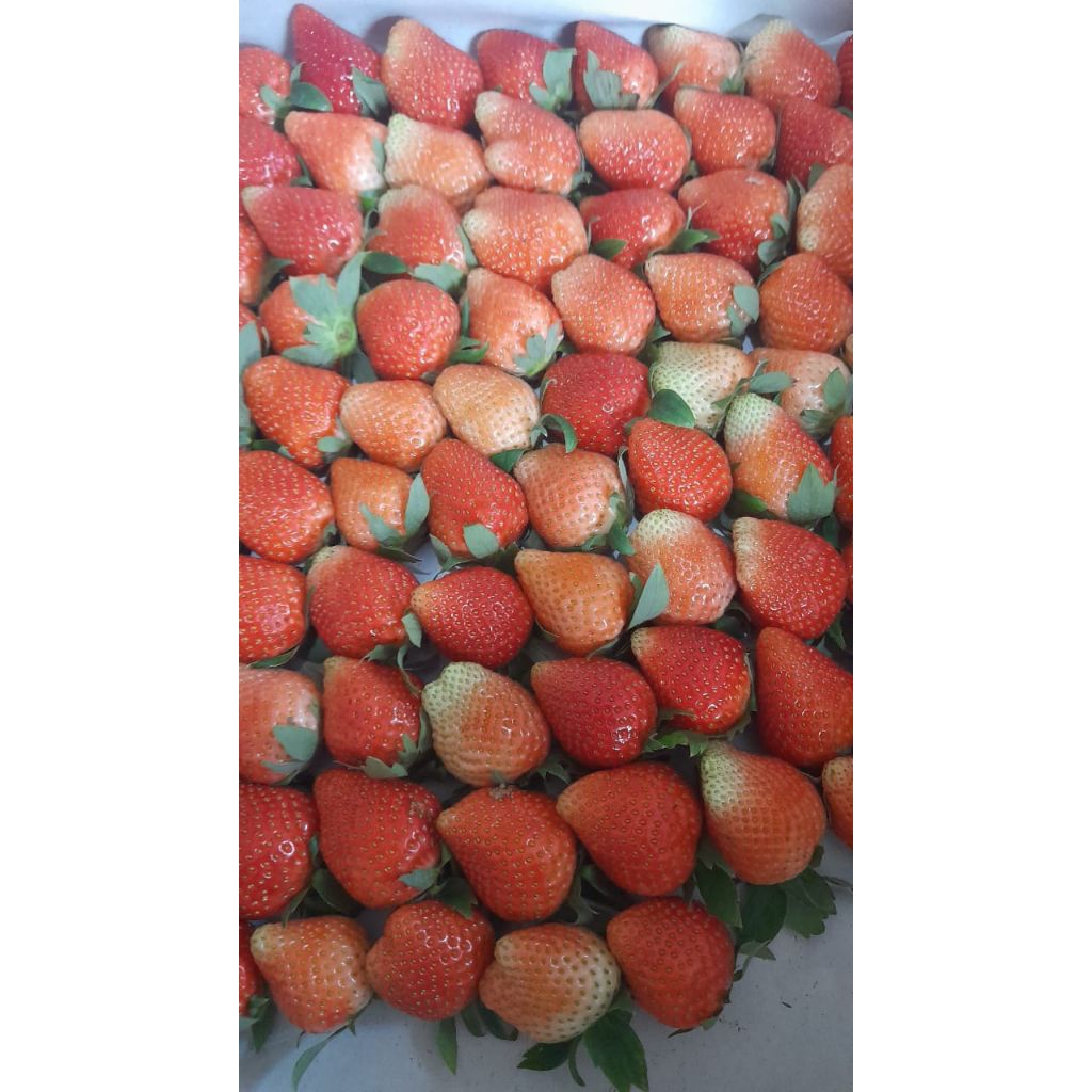 

stroberi segar premium 10kg