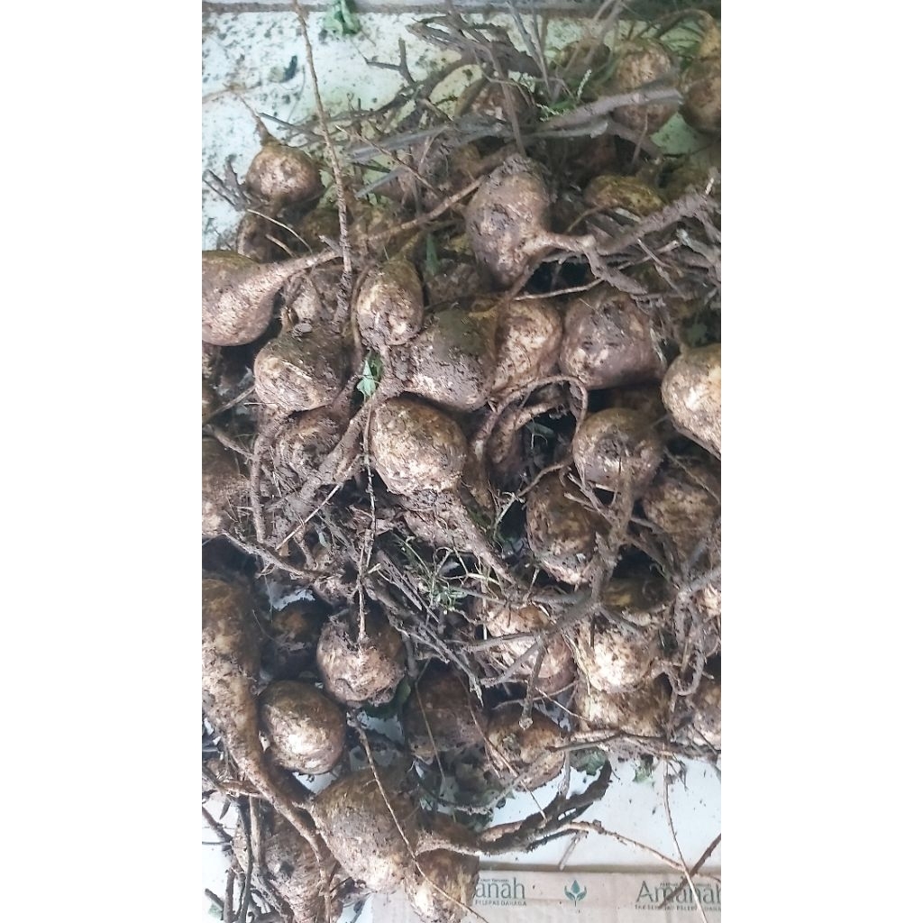 

Bengkoang Fresh langsung Ambil dari kebun ukuran kecil