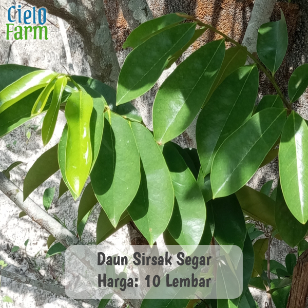 

Daun Sirsak 10 lembar obat herbal petik dadakan Cielo Farm