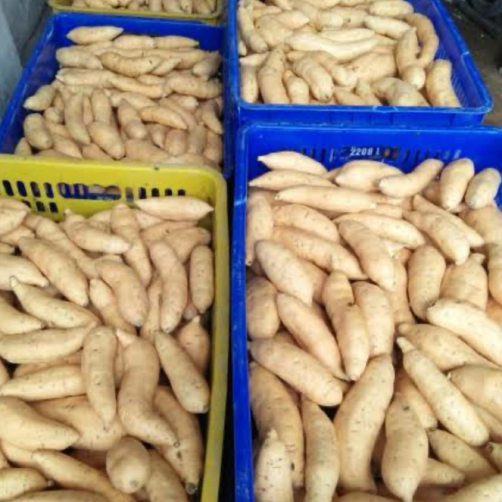 

UBI CILEMBU MADU ASLI PACET/TRAWAS MENTAH SPEK OVEN SUPER 500GRAM