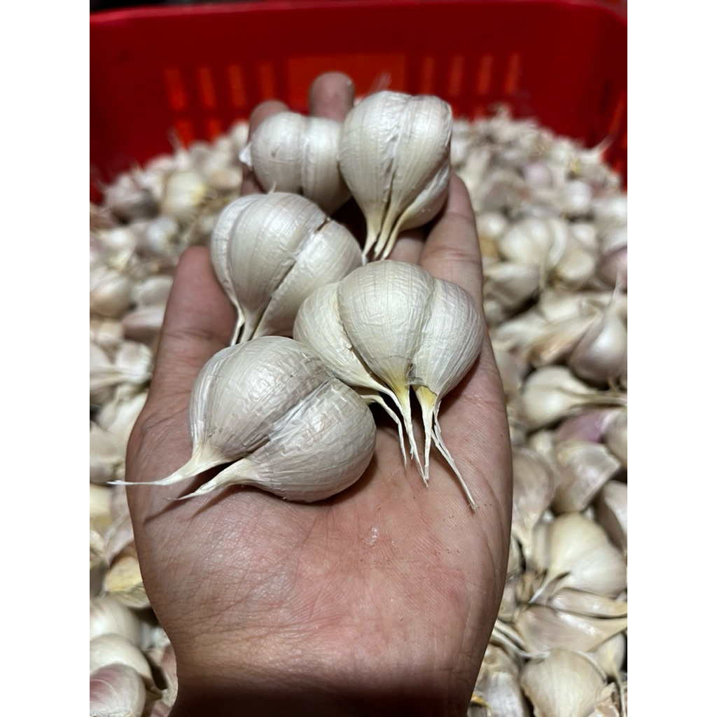 

bawang putih kating bersih tanpa bonggol ukuran campur