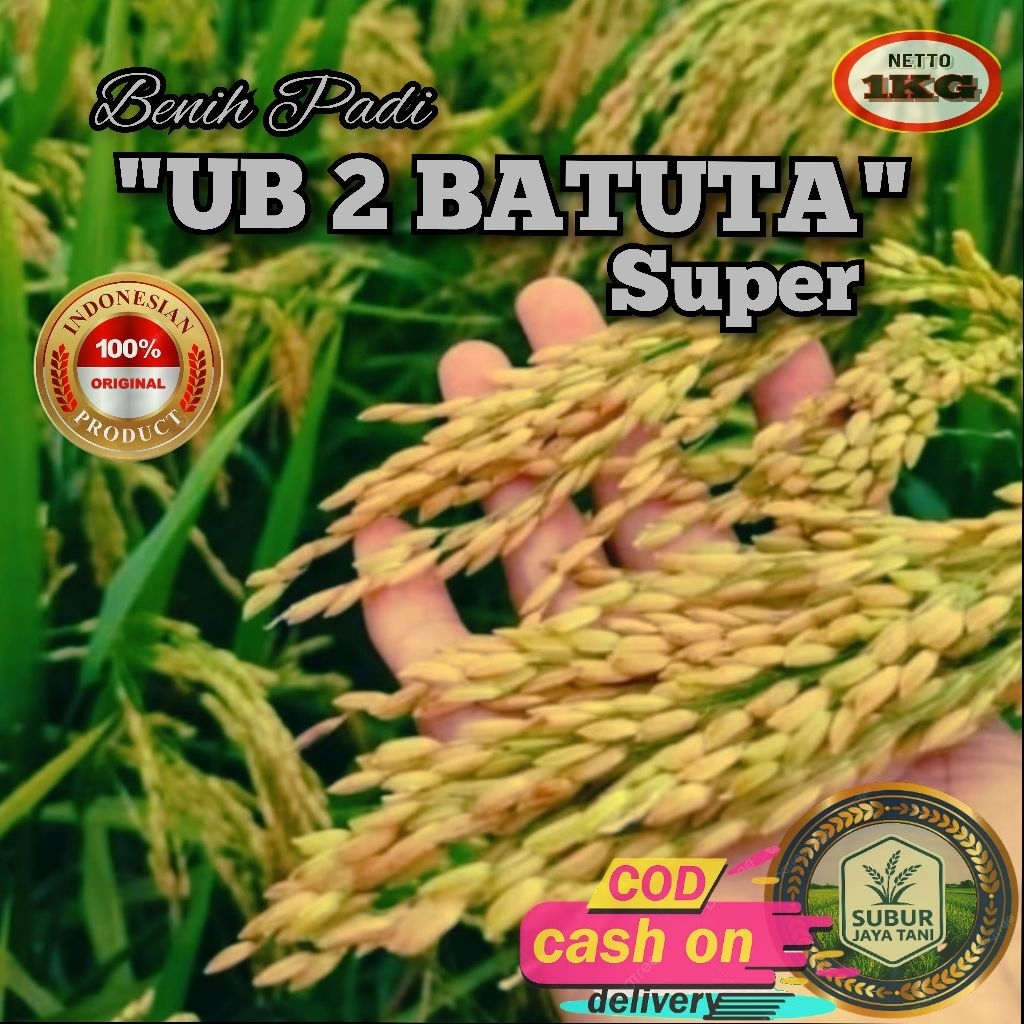 (1KG) Benih Padi UB 2 BATUTA SUPER bibit padi super unggul kualitas premium
