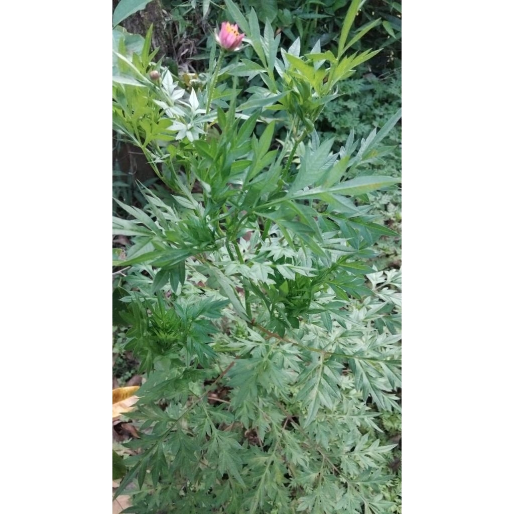 

Daun kenikir atau Daun randa midang segaralami