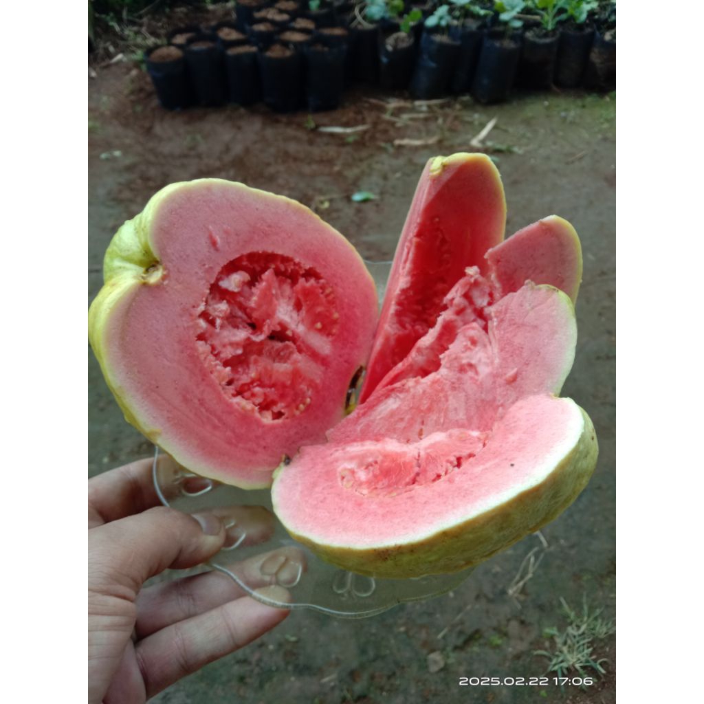 

jambu biji merah segar baru petik 1kg