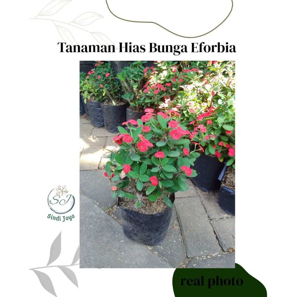 Tanaman Hias Bunga Eforbia