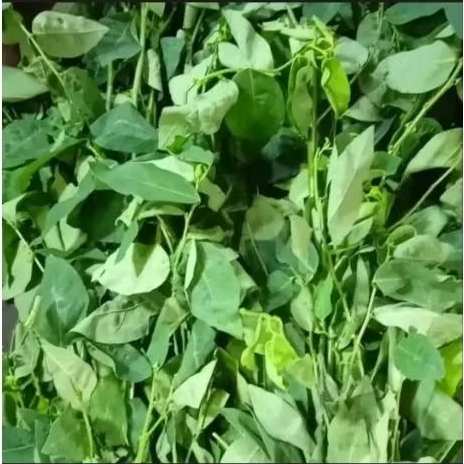 

Daun katuk segar 1 ikat