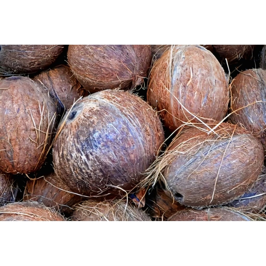 

ready stock ya ka kelapa tua kupas nya!!!