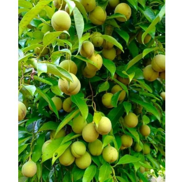 

Buah Pala Cangkang Fresh Dipetik Saat Orderan Masuk