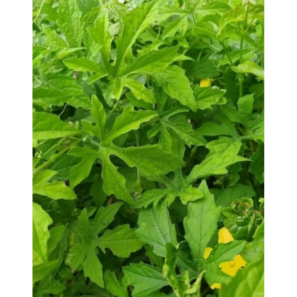 

Daun pare hutan segar alami asli dari hutan per 30 lembar