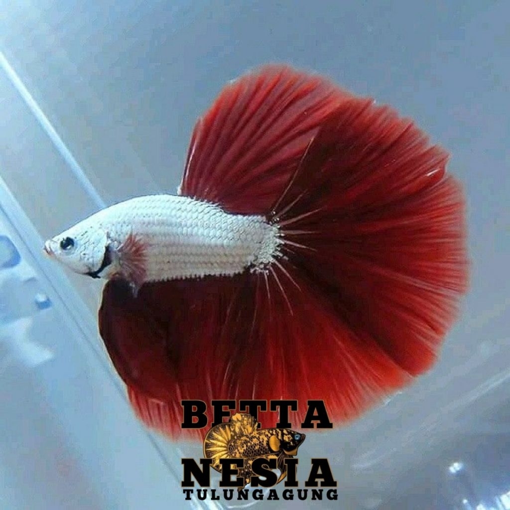 (PROMO) Cupang Halfmoon RDS ( Red Dragon Snow ) Male SizeM++