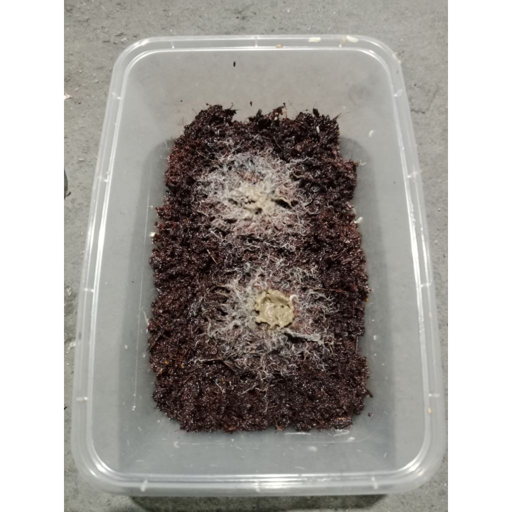 

grindal worm twinwall 750ML, BELI 2 GRATIS PAKAN