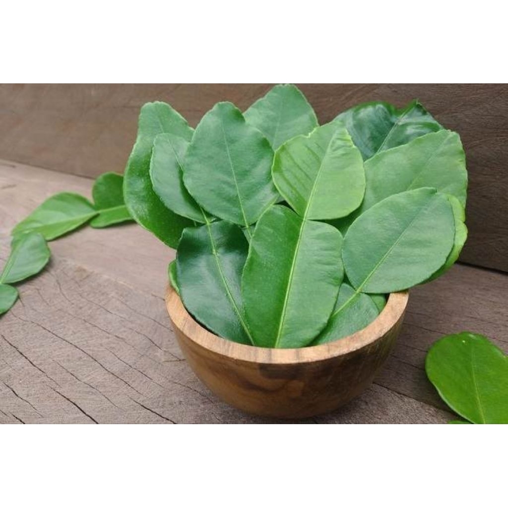 

DAUN JERUK PURUT / DAUN SALAM