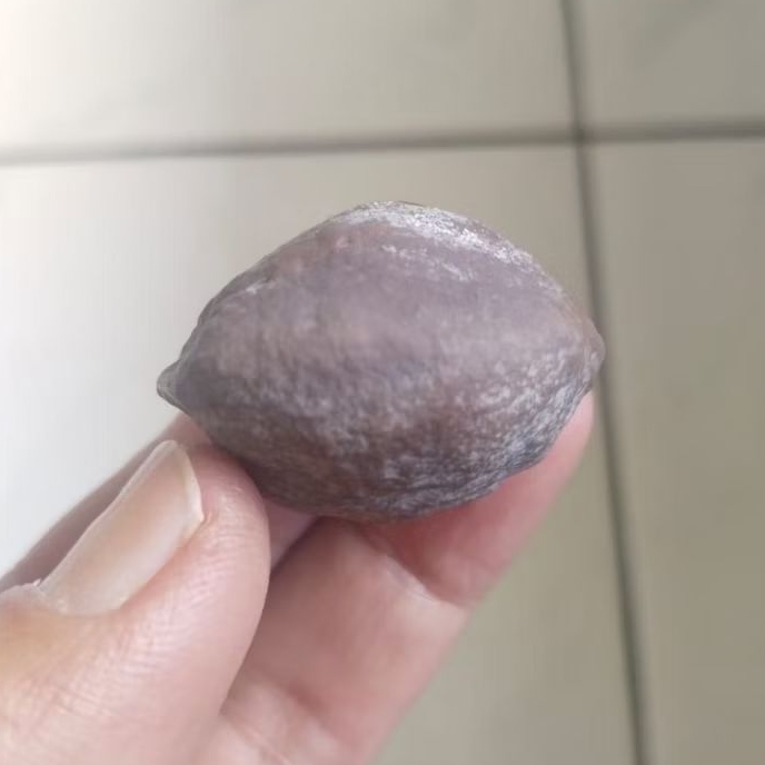 Kemiri Adu Muncang Adu Nyonyo Si Besi Ori Tua Jatuhan