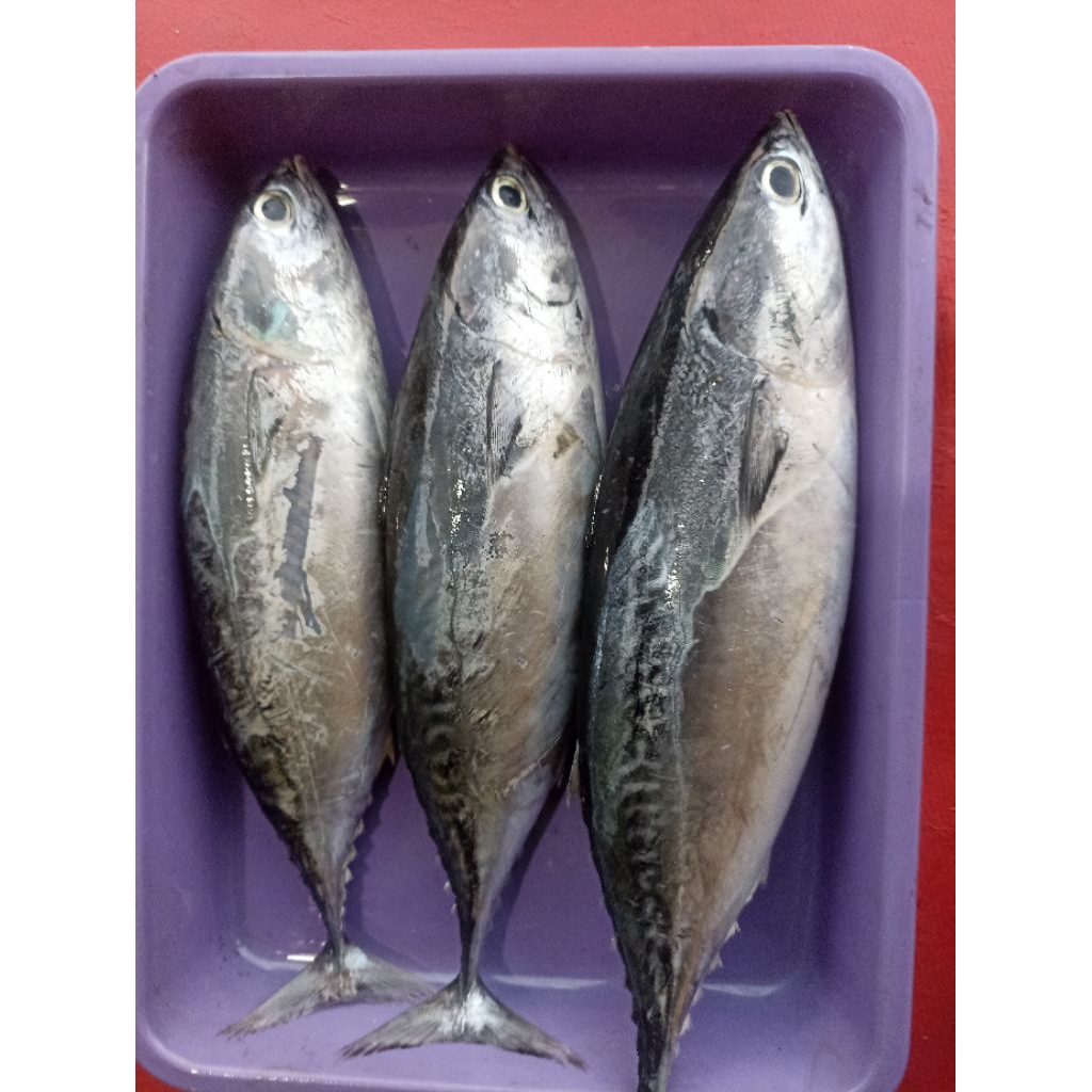 

ikan tongkol