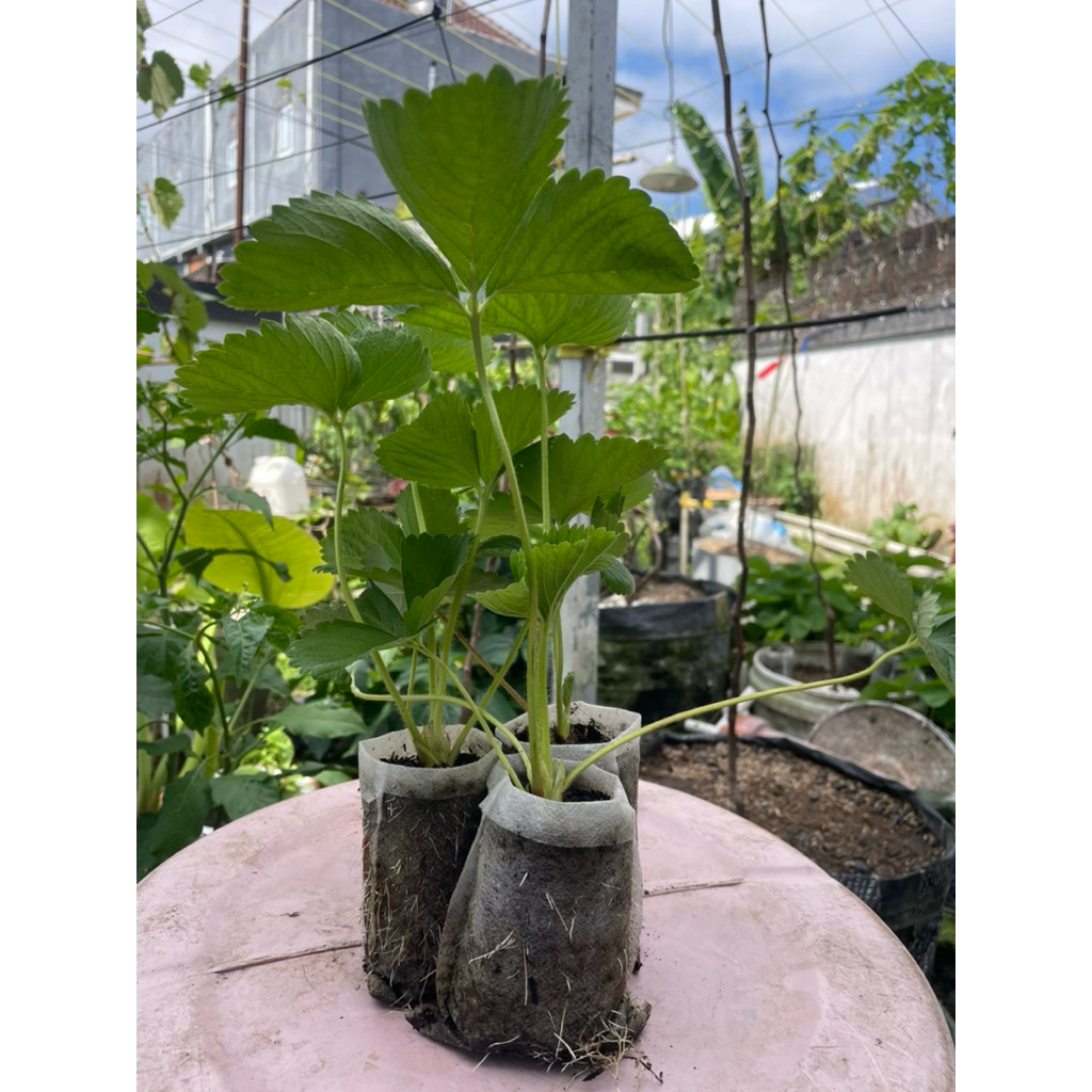 Bibit Strawberry California Semi Indukan