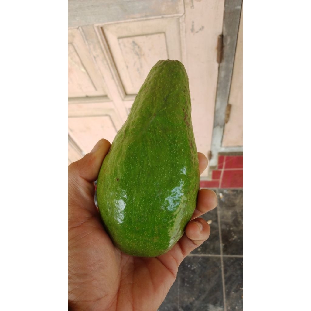 

Alpukat mentega lokal ukuran sedang 1kg isi 4 - 5 dikirim keadaan mentah