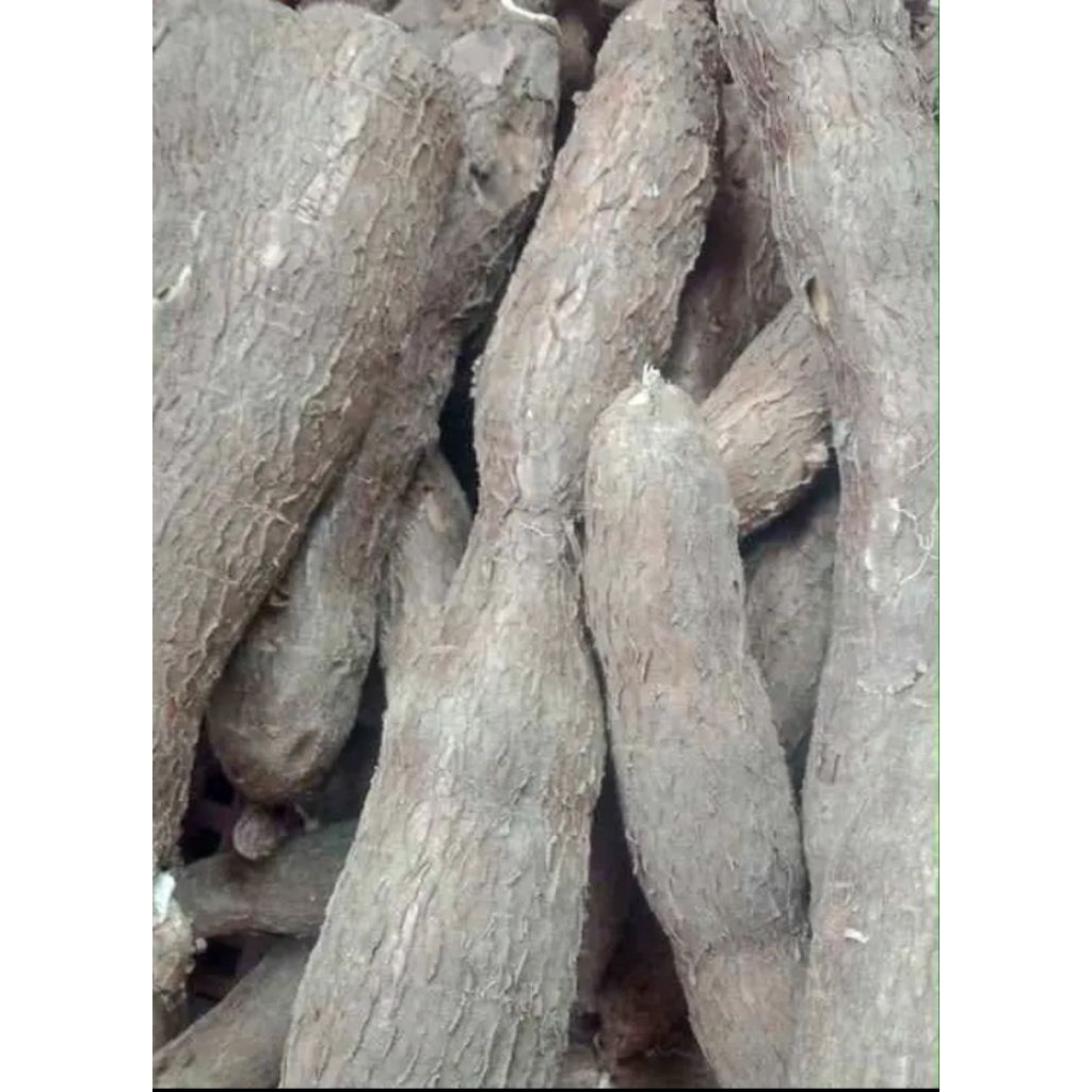 

SINGKONG MENTEGA DAN SINGKONG PUTIH