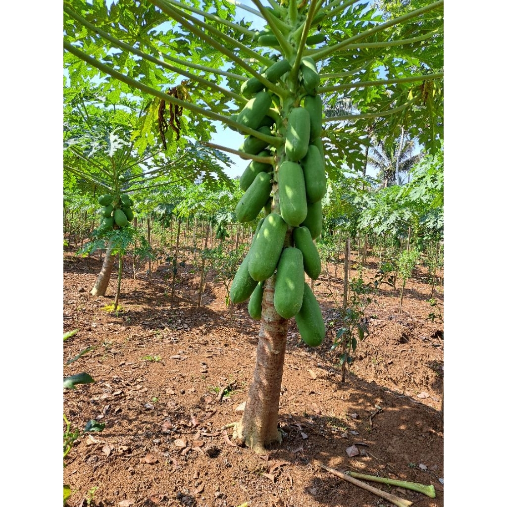 

buah pepaya CALIFORNIA langsung petik dari kebon