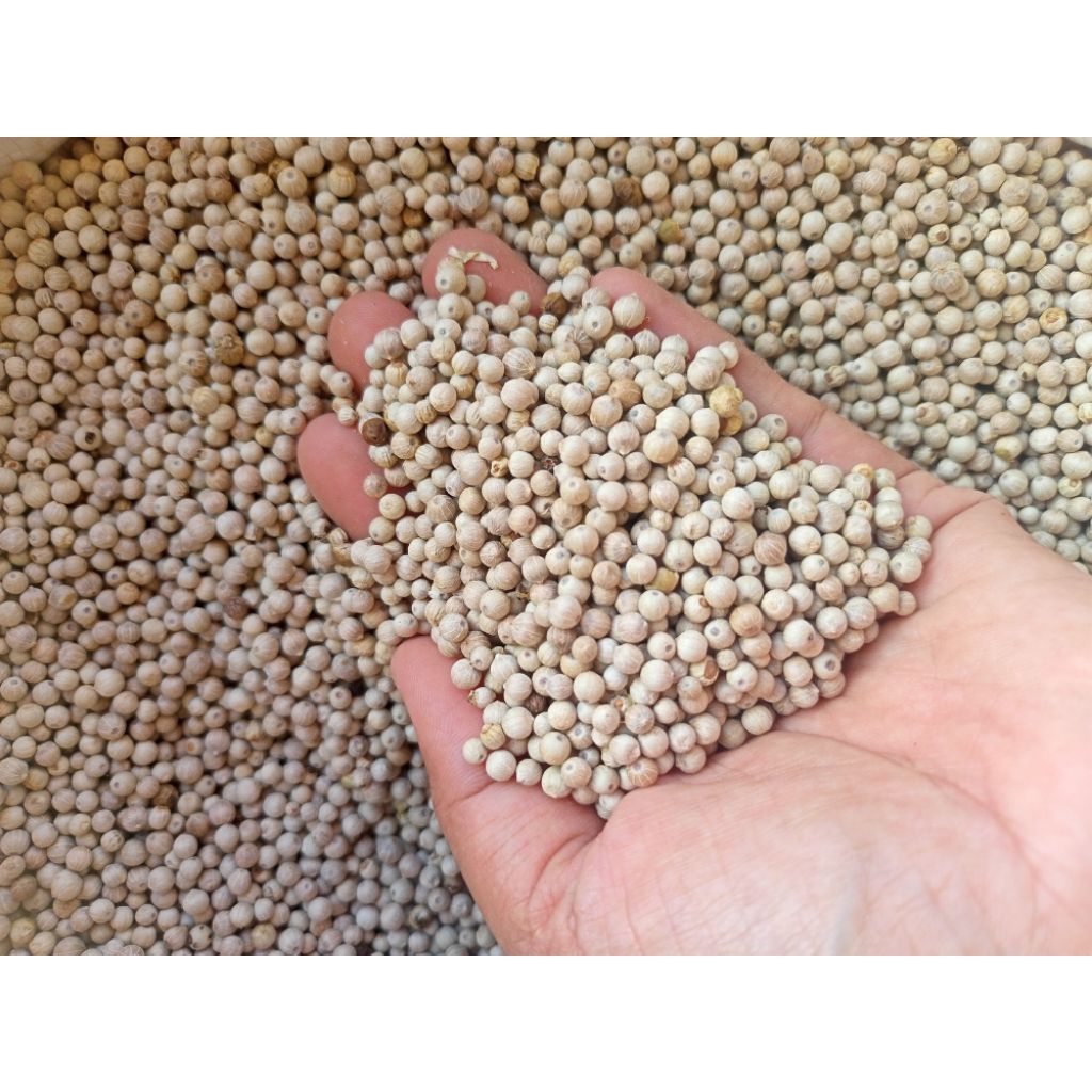 

LADA PUTIH / MERICA PUTIH PANEN SENDIRI KUALITAS BAGUS(GRATIS LADA HITAM BUBUK MIN PEMBELIAN 500GRAM)