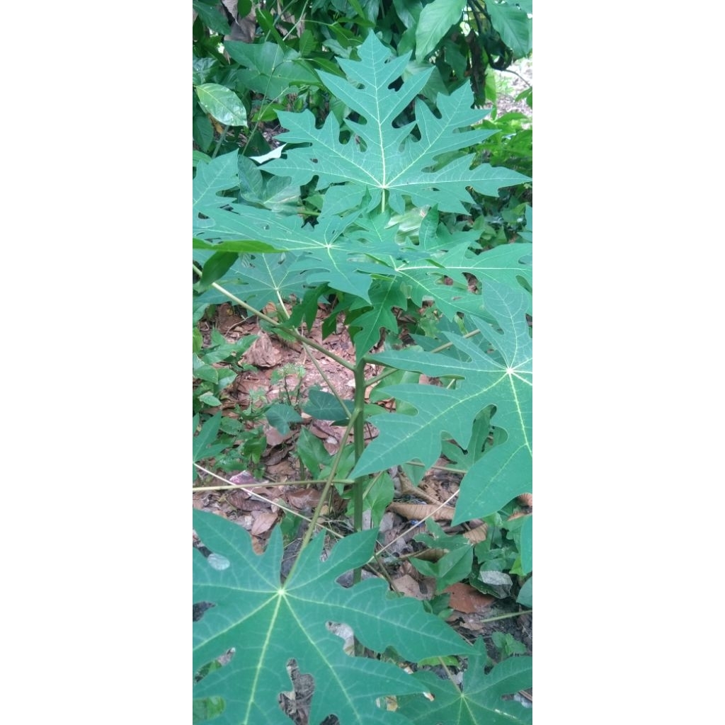 

daun pepaya atau daun kates
