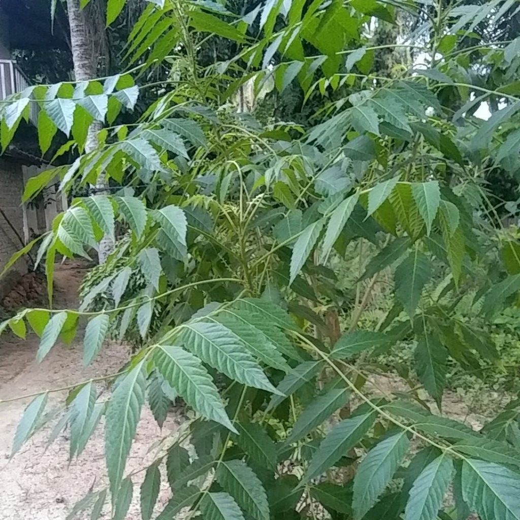 

Daun segar Buah makasar (Brucea javanica)