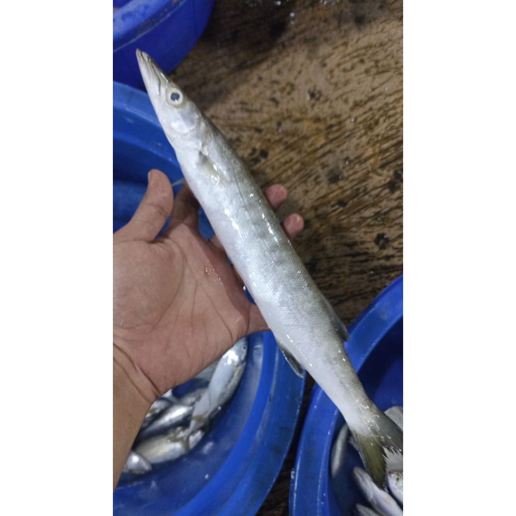 

Ikan alu-alu / tunul / barakuda