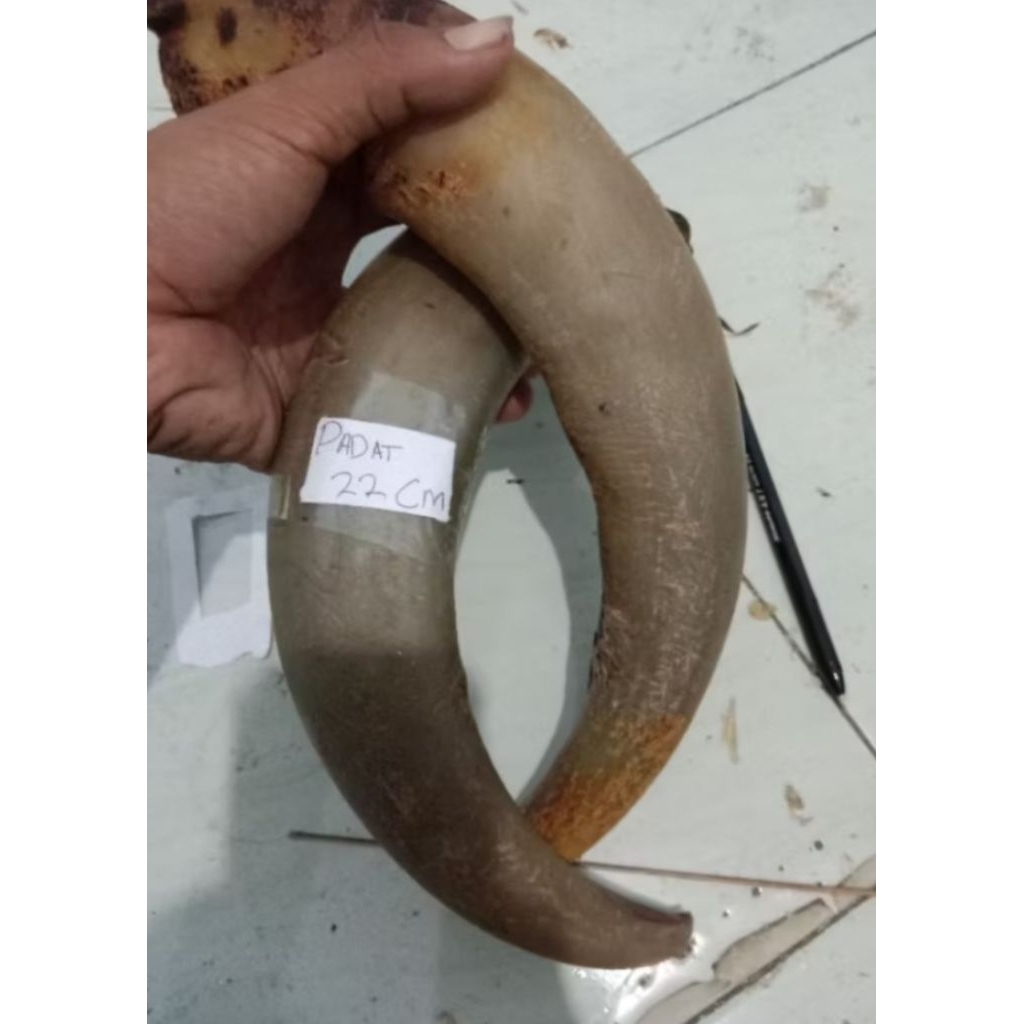 tanduk padatan sapi bule 20-22 cm 1 pcs