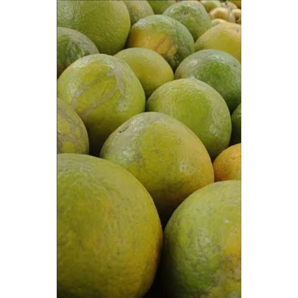 

Jeruk Iris baby java