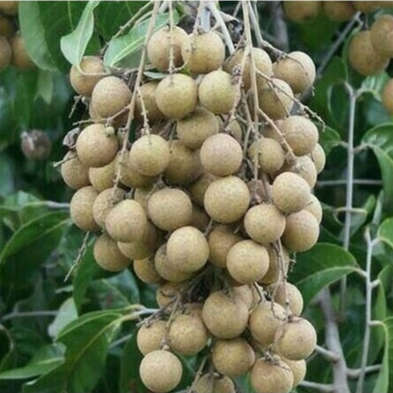 entres kelengkeng aroma durian